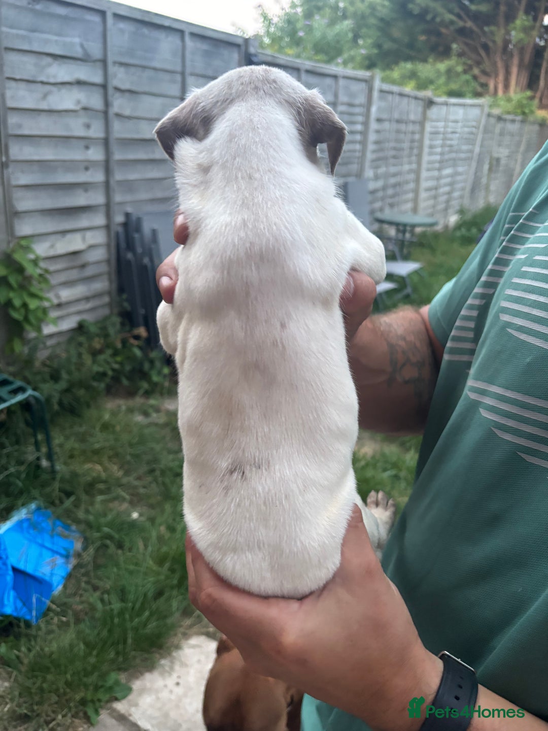 American Bull Staffy dogs for sale: 8 beautiful Amstaff puppies - Image 29