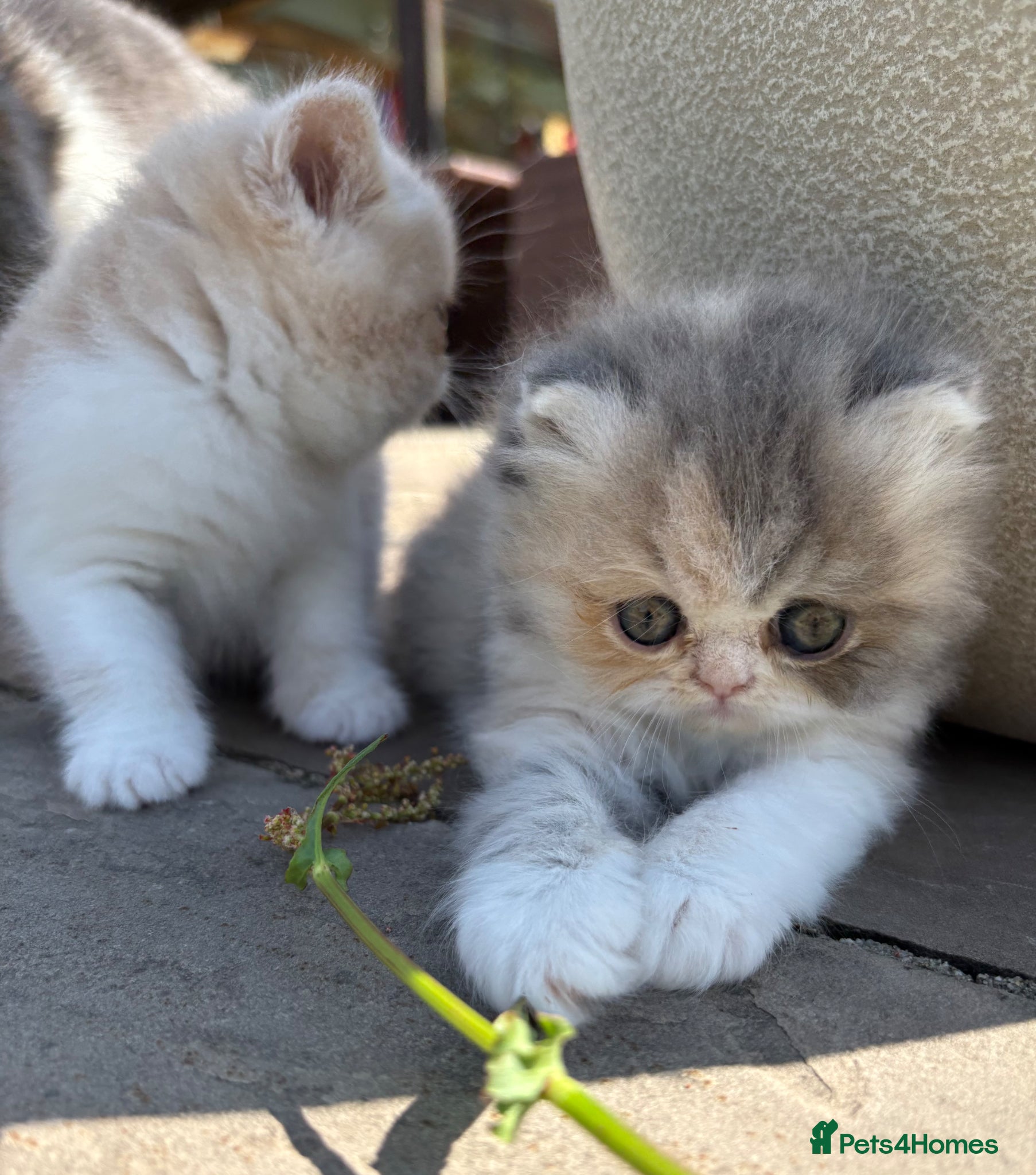 Exotic cats for sale: Exotic kittens two female  - Advert 2