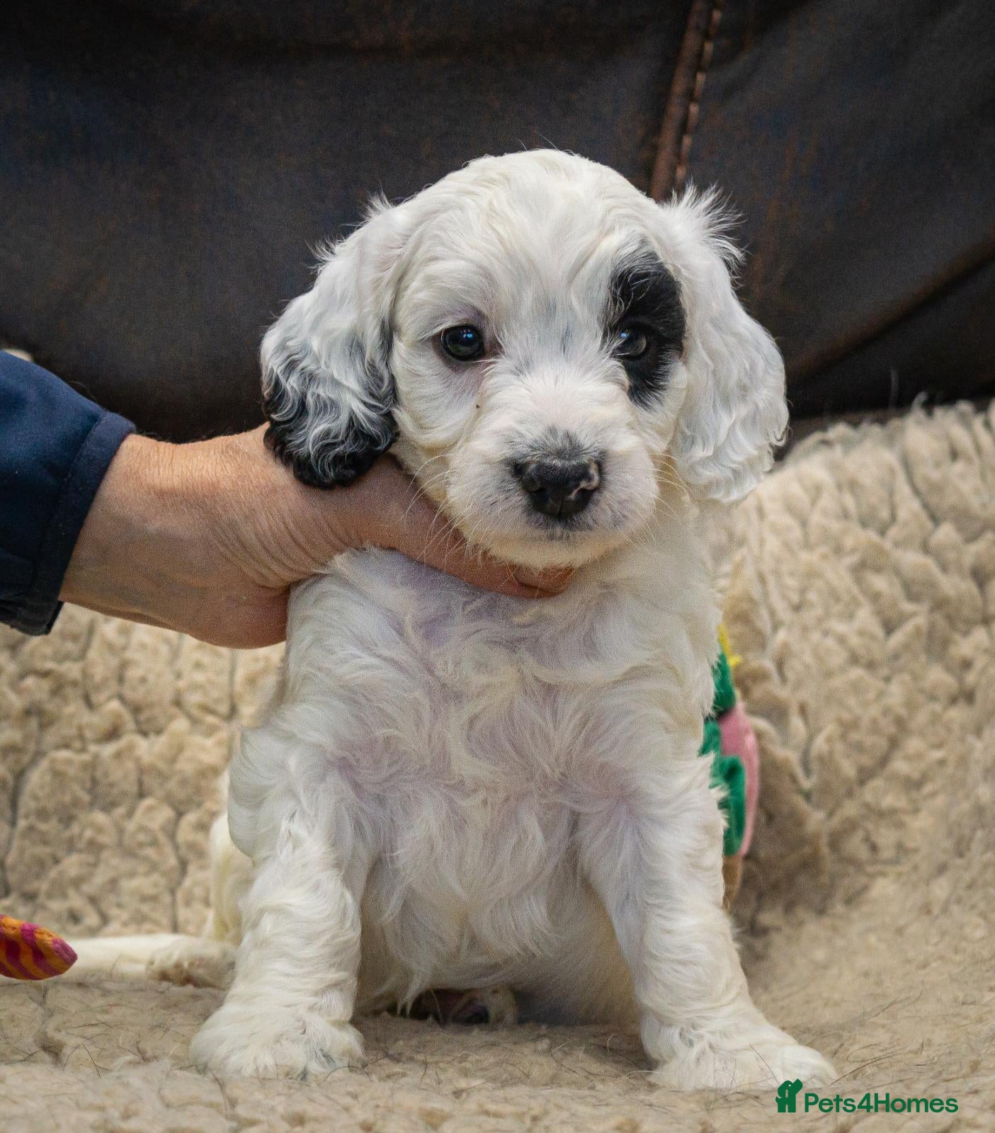 Cockapoo dogs for sale: RARE PARTI COLOUR F2 COCKAPOO PUPPIES  - Advert 4