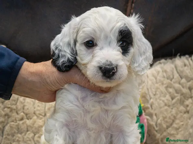 Cockapoo dogs for sale: RARE PARTI COLOUR F2 COCKAPOO PUPPIES - Advert 4