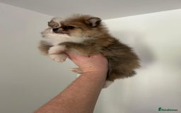 Pomeranian dogs for sale: Pomeranian - Image 4