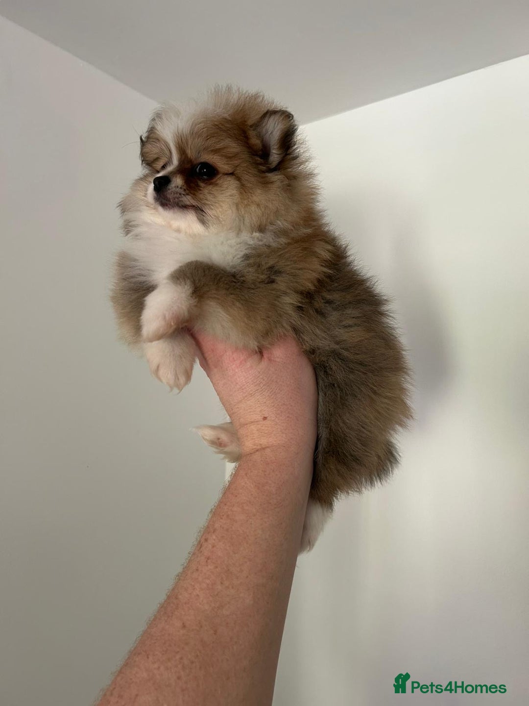 Pomeranian dogs for sale: Pomeranian - Image 4