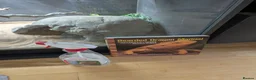 Bearded Dragon reptiles for sale: Bearded Dragon with Vivarium and all accessories  in Derby - Advert 6