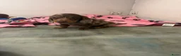 Miniature Dachshund dogs for sale: Miniature dachshund  - Advert 11