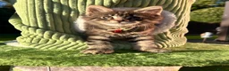 Maine Coon cats for sale: ❤️Maine Coon Girls     Excellent Bloodlines❤️ - Advert 8
