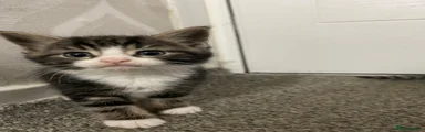 American Shorthair Kitten 1