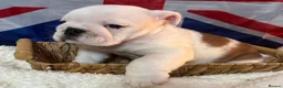 English Bulldog dogs for sale: English bulldog gorgeous pups kc registered  - Advert 10