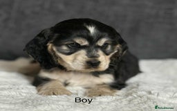 Cocker Spaniel dogs for sale: Kc registered cocker spaniels poops for sale - Image 9