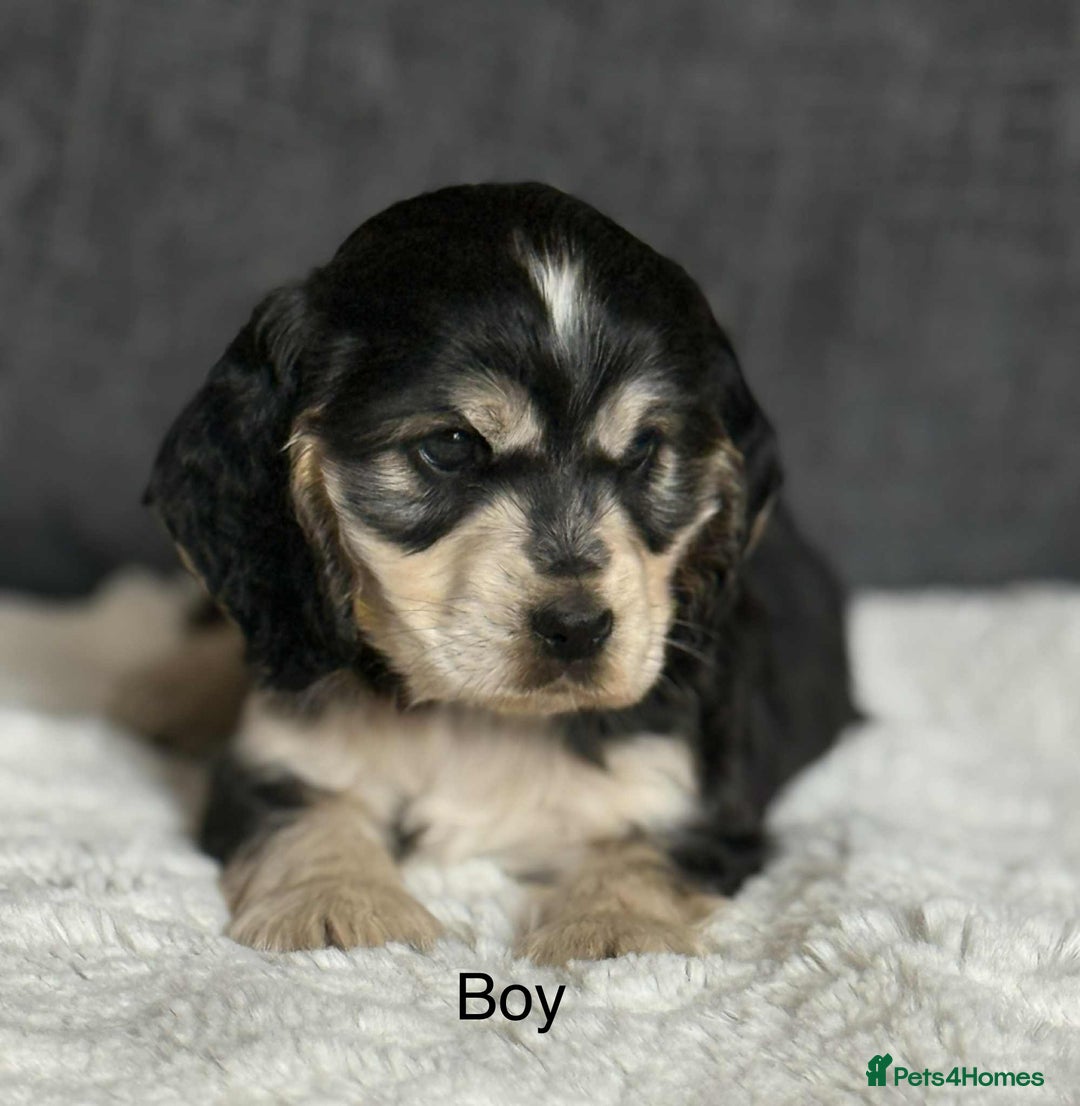Cocker Spaniel dogs for sale: Kc registered cocker spaniels poops for sale - Image 9