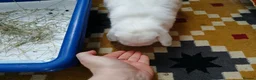 Mini Lop rabbits for sale: Finn the Rabbit, 5y old, looking for new home,  in Dunstable - Advert 7