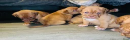 Dogue De Bordeaux dogs for sale: Quality Dogue De Bordeaux puppy’s  - Advert 1