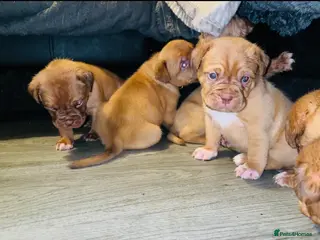 Dogue De Bordeaux dogs Quality Dogue De Bordeaux puppy’s - Advert 1