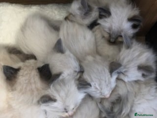 Mixed Breed cats in Brighouse - Advert 2