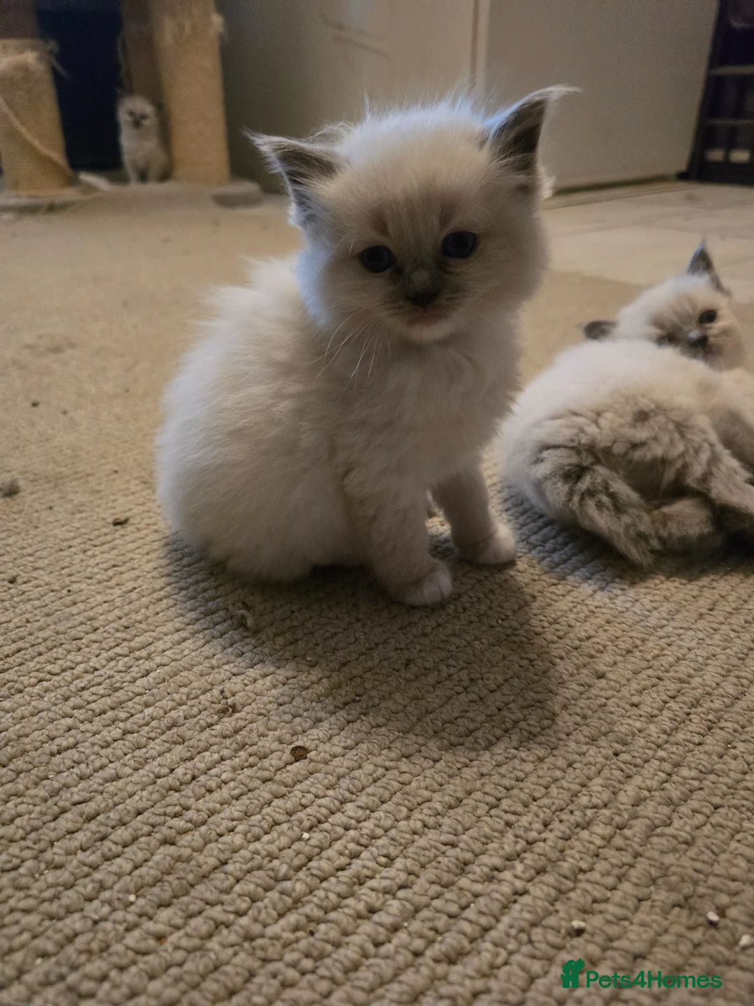 Ragdoll cats for sale: Ragdoll kittens for sale  - Advert 6