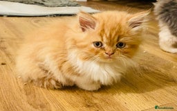 Mixed Breed cats for sale: Beautiful kittens ready for new homes.  - Image 9