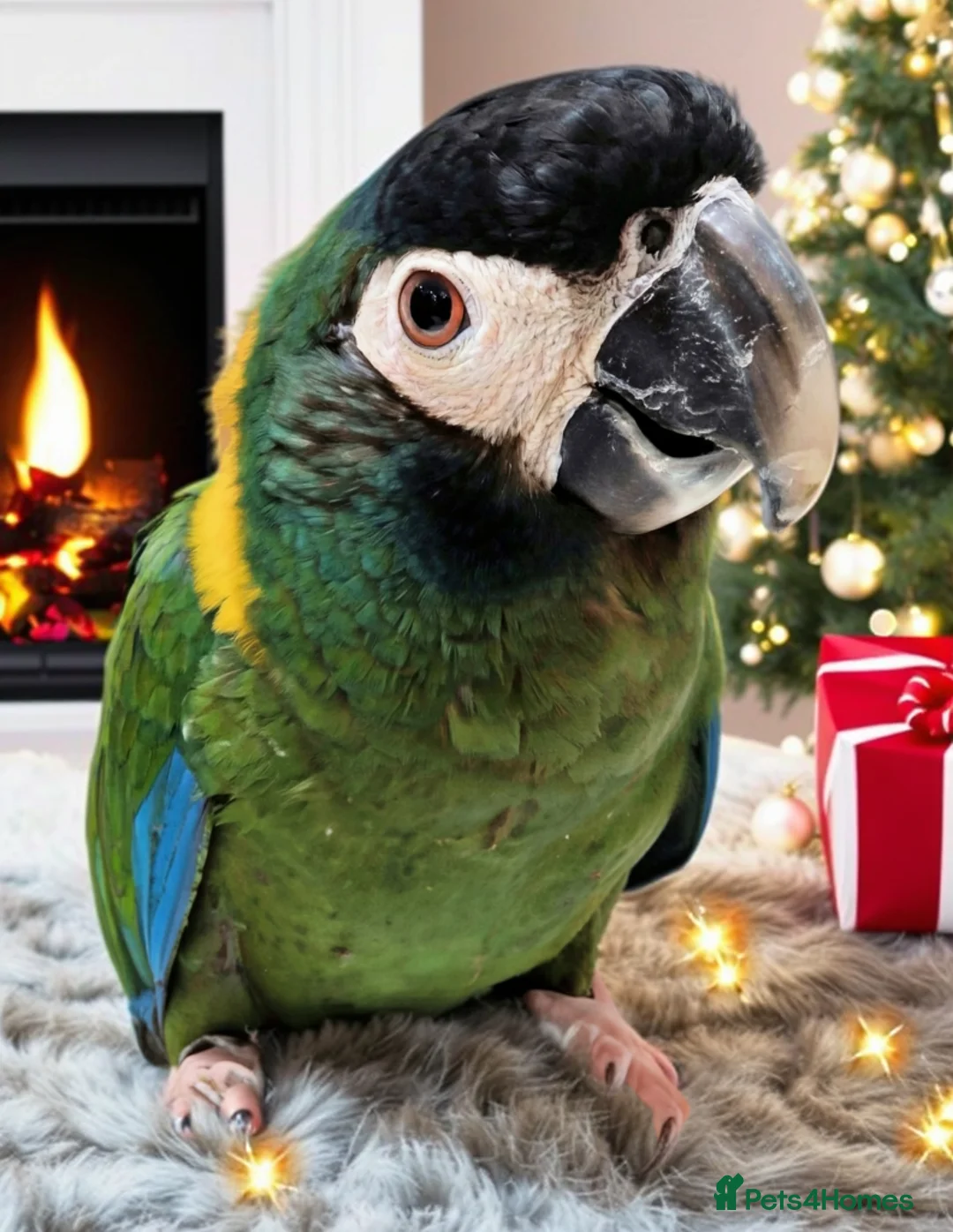 Macaws birds for sale: Golden collard Macaw Yellow collard Macaw  - Advert 11