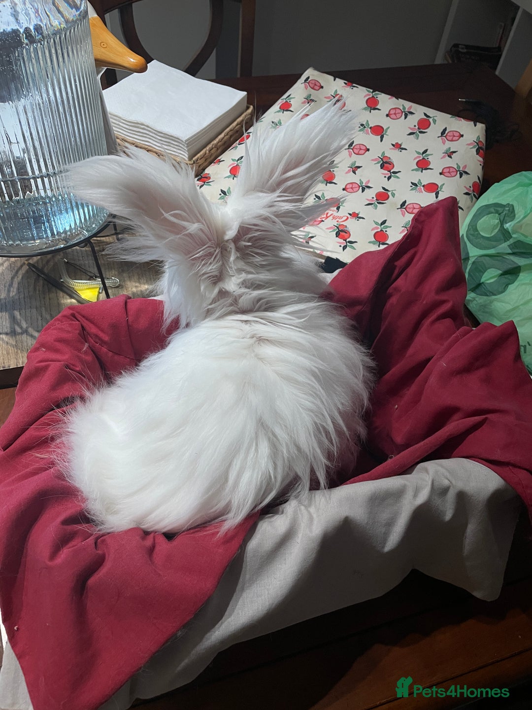 Angora rabbits for sale: Two bonded Angora bunnies for sale - Advert 5