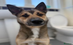 Mixed Breed dogs for sale: Ghost  - Image 1