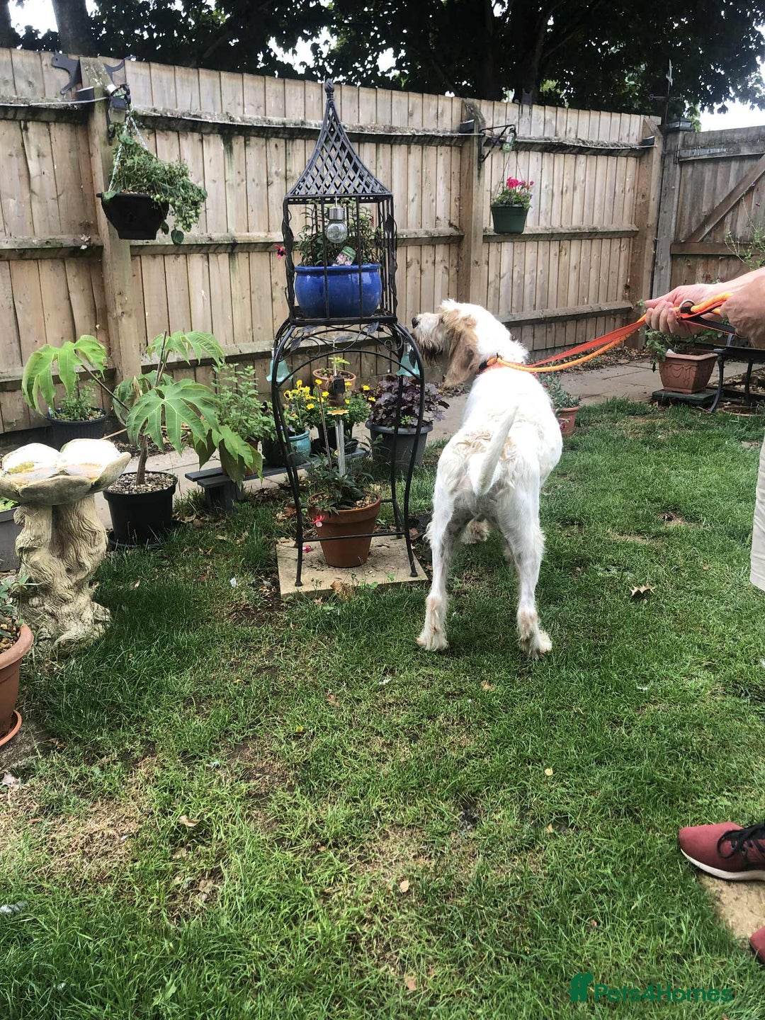 Mixed Breed dogs for adoption: Rufus - lovely Grand Griffon Vendeen for adoption - Image 4