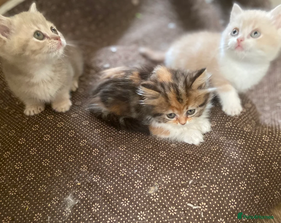 Munchkin cats for sale: Full Pedigree Munchkin Kittens - Advert 15
