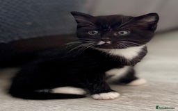 Persian cats for sale: Persian x kittens - Image 35