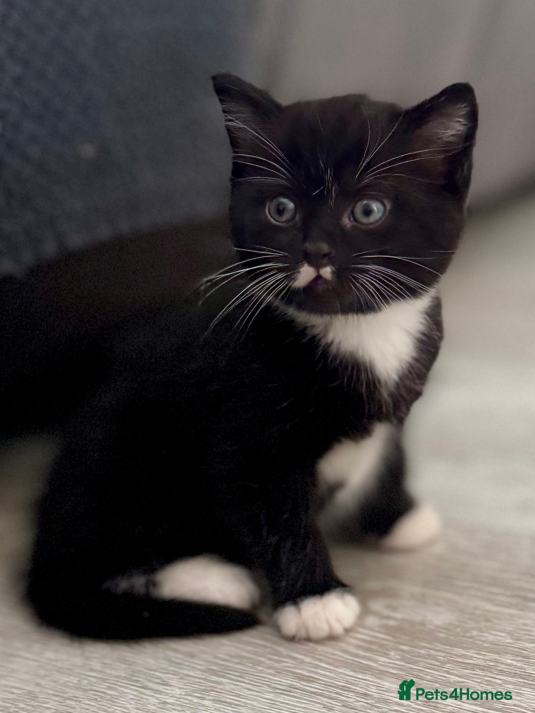 Persian cats for sale: Persian x kittens - Image 35