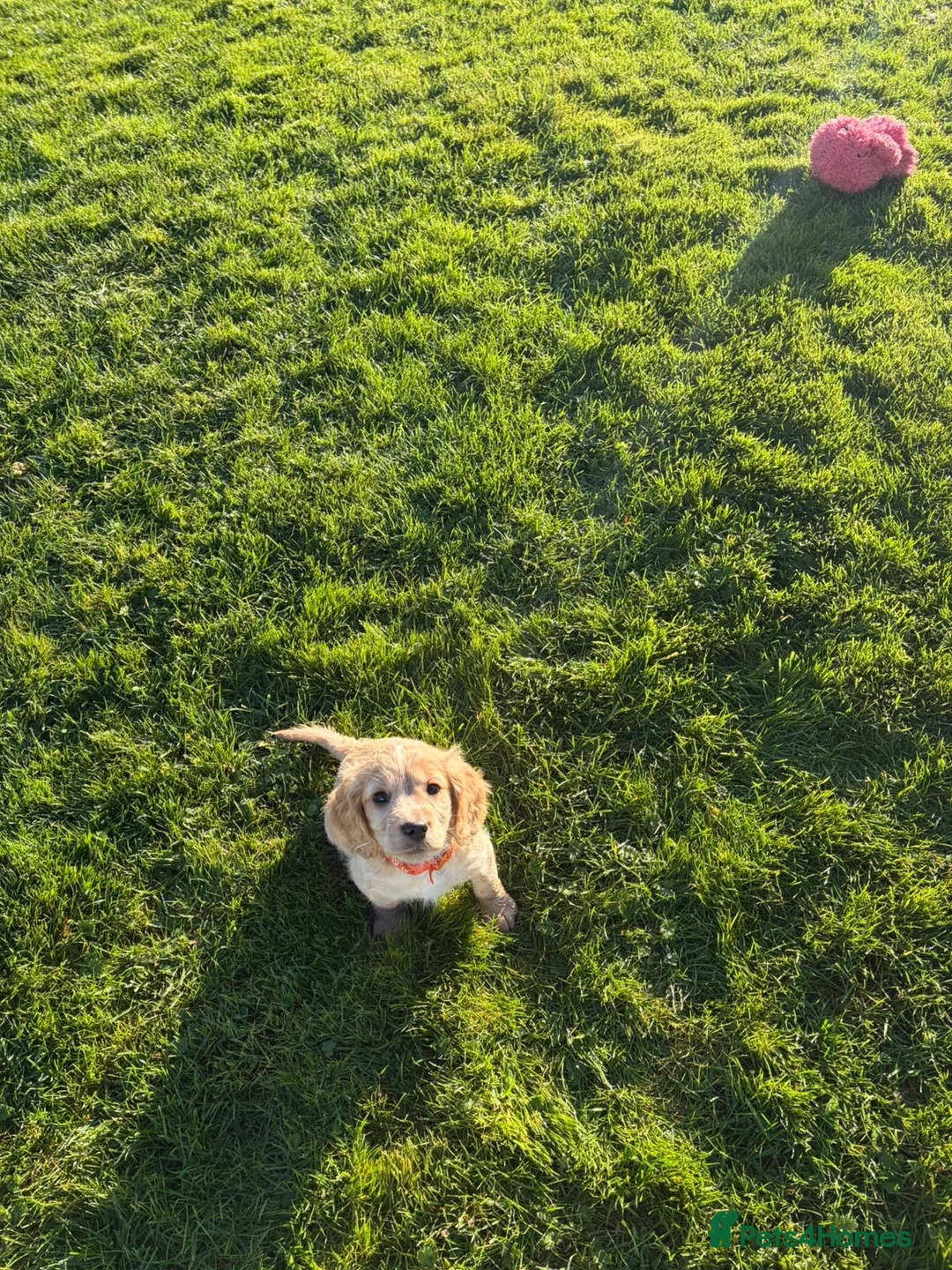 Cocker Spaniel dogs for sale: Cocker spaniels - Advert 2