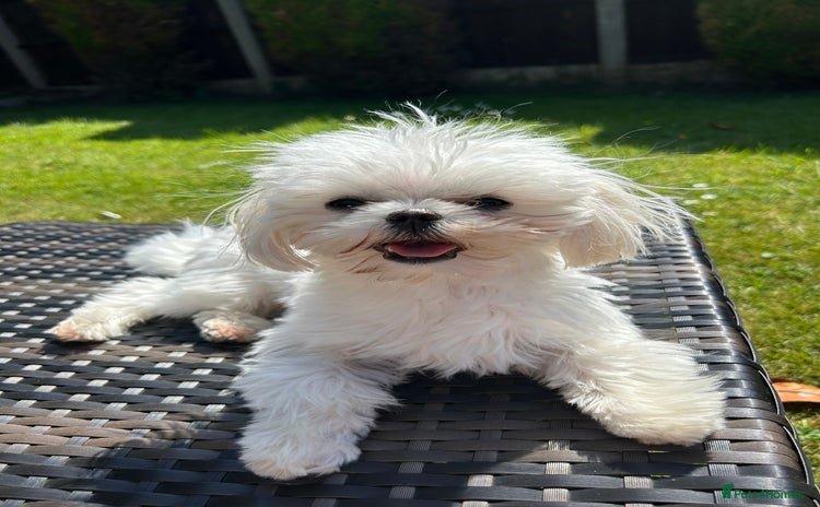Maltese dogs - Advert 1