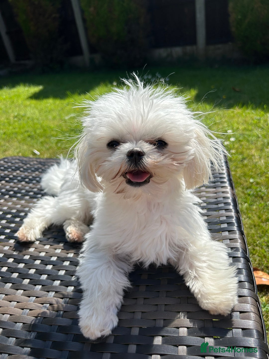 Maltese dogs for stud: Tiny micro Maltese Boy for Stud  - Image 1