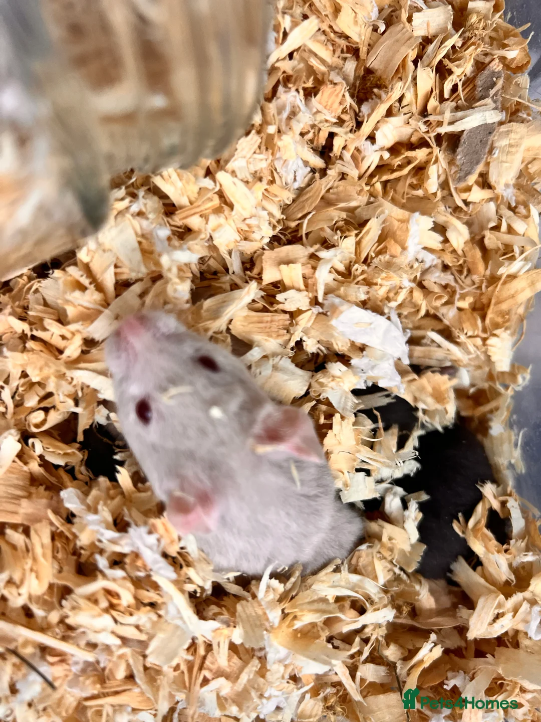 Hamster rodents for sale: Baby syrian hamsters - Advert 3