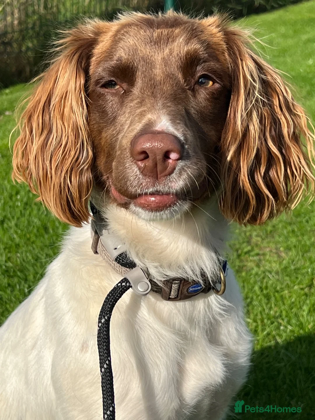English Springer Spaniel dogs for sale: Kc springer spaniel - 1 girl available  - Advert 2