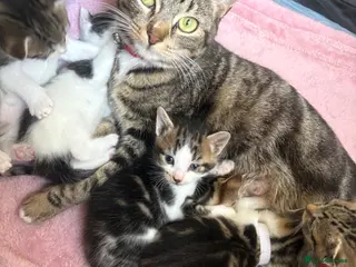 Mixed Breed cats Bengal x tabby - Advert 10