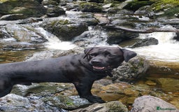 Cane Corso dogs for stud: Cane corso stud - Image 7