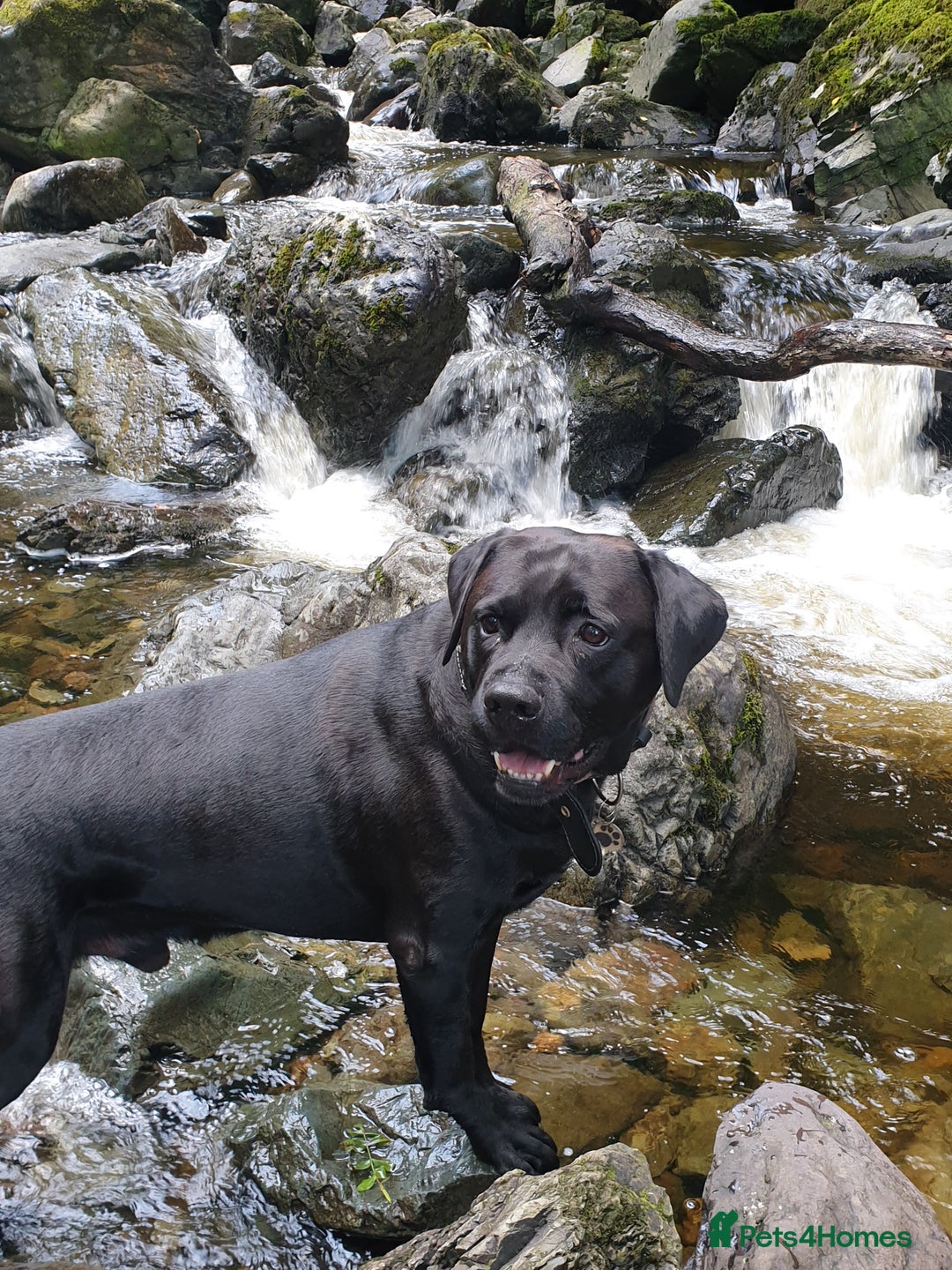 Cane Corso dogs for stud: Cane corso stud - Image 7