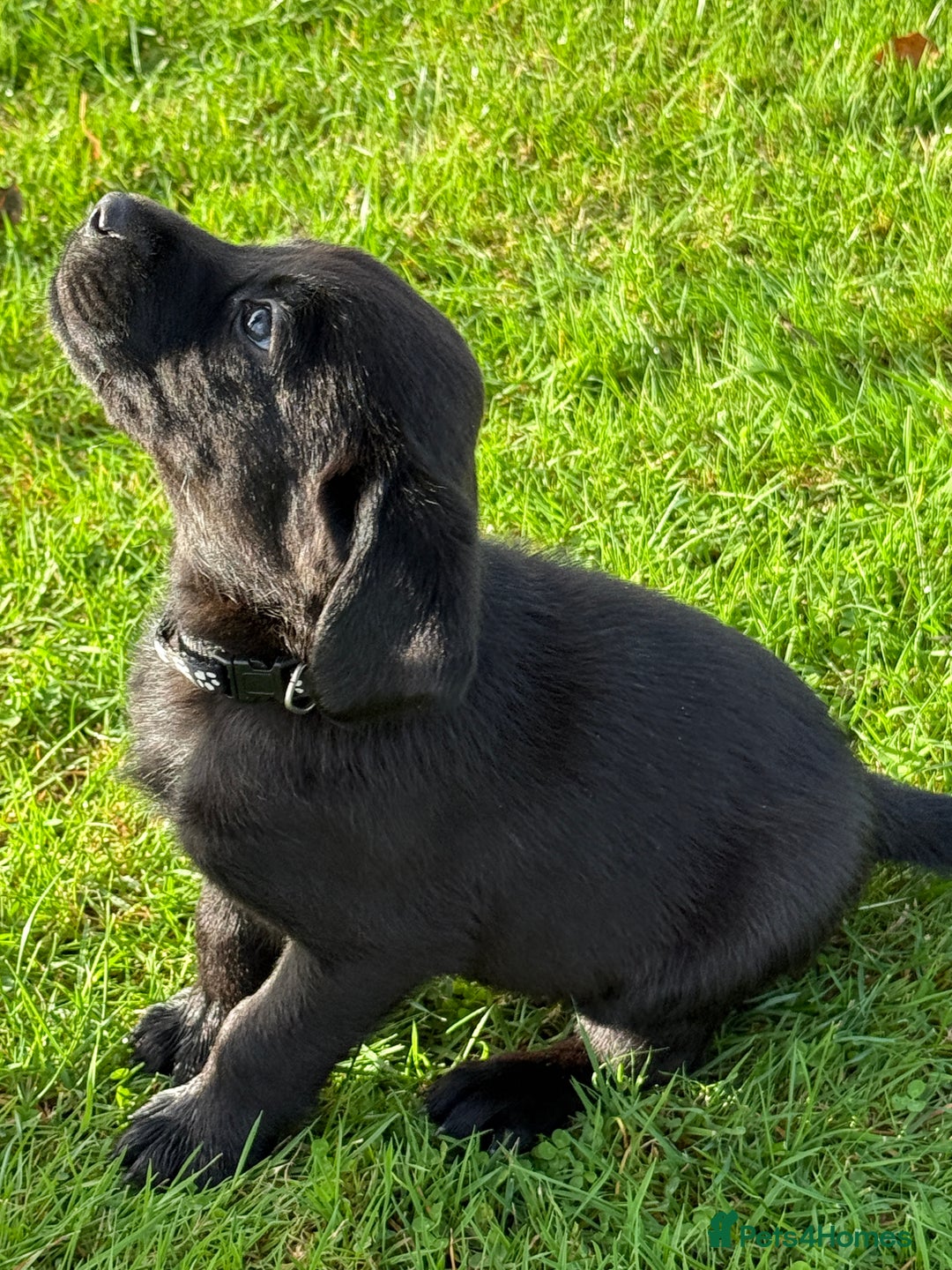 Labrador Retriever dogs for sale: Perfect Litter of 5th Generation Labrador Puppies - Advert 9