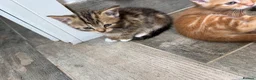 Mixed Breed cats for sale: 5 kittens for sale  - Advert 4