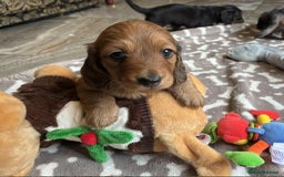 Dachshund dogs for sale: KC reg PRA clear gorgeous puppies - Image 10