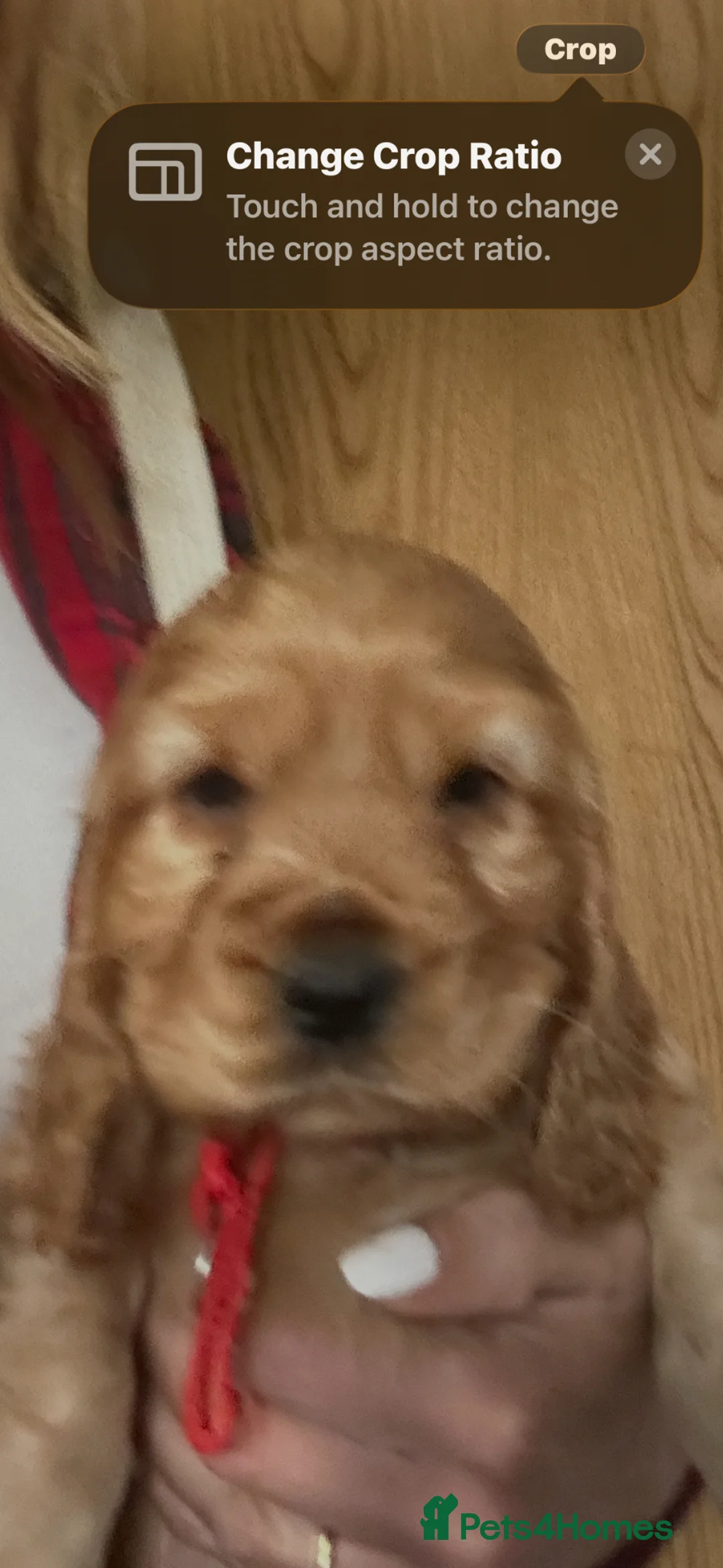 Cocker Spaniel dogs for sale: DUE TO A TIME WASTER A FEMALE HAS BECOME AVAIL - Advert 2
