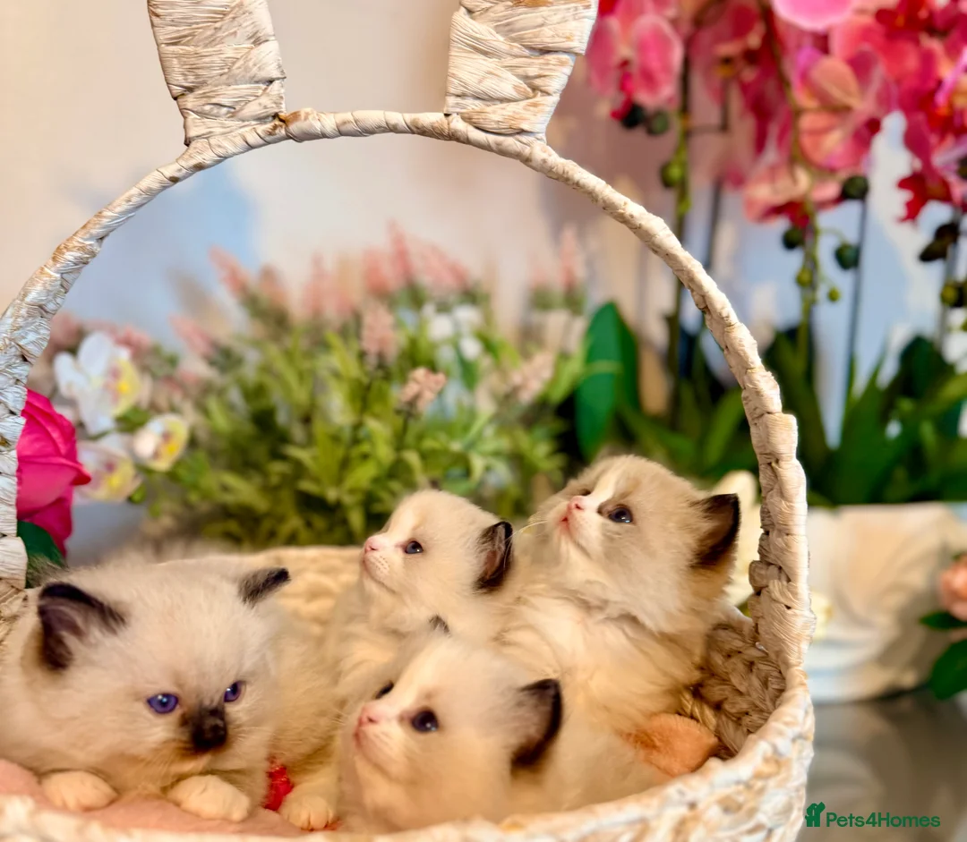 Ragdoll cats for sale: 🩷✨🏅GRAND CHAMP LINE TOP QUALITY RAGDOLLS - Advert 21