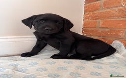Labrador Retriever dogs for sale: 6 x Beautiful Black Labrador Puppies for sale. - Image 8