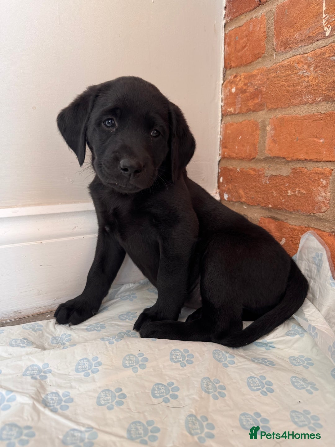 Labrador Retriever dogs for sale: 6 x Beautiful Black Labrador Puppies for sale. - Image 8