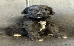 Mixed Breed dogs for sale: f1 St Berdoodle Pups - Image 10