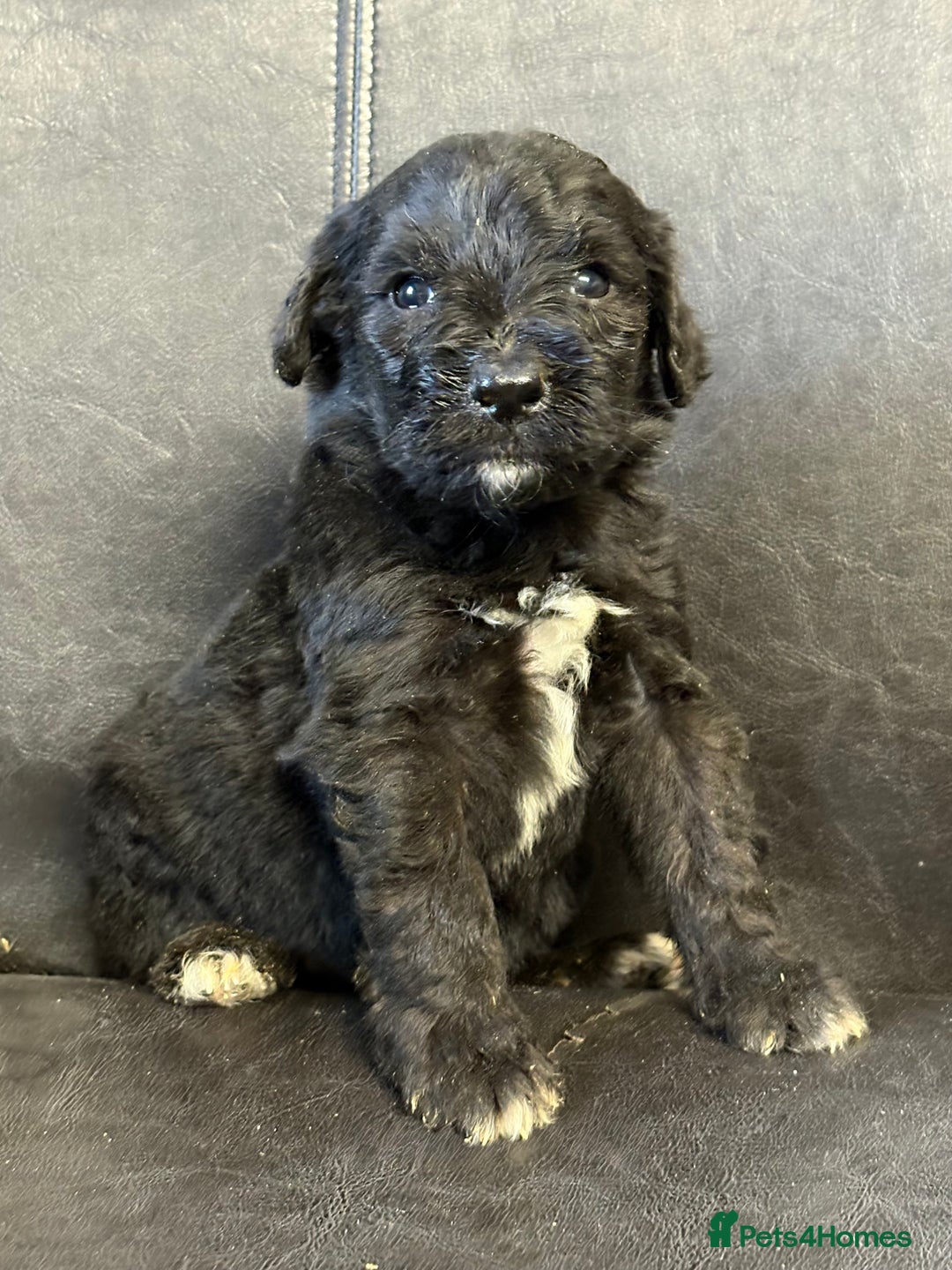 Mixed Breed dogs for sale: f1 St Berdoodle Pups - Image 10