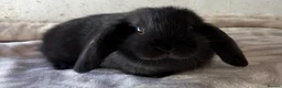 Mini Lop rabbits for sale: Purebred mini lops bucks ready now  - Advert 5