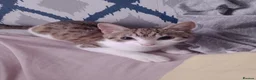 Mixed Breed cats for sale: 2 beautiful kittens avaialble - Advert 6