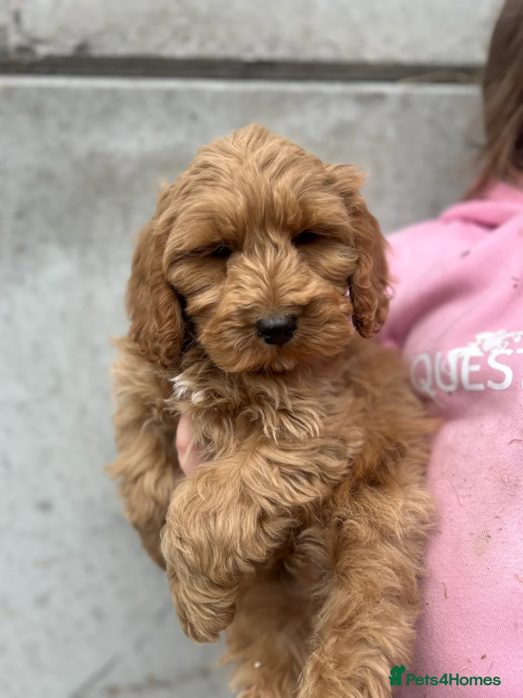 Cockapoo dogs for sale: Beautiful F1 Cockapoo puppies - Advert 1