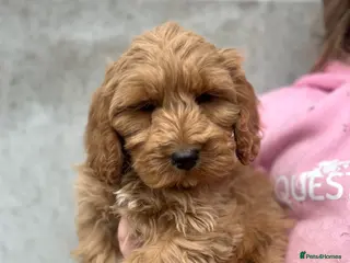 Cockapoo dogs Beautiful F1 Cockapoo puppies - Advert 7