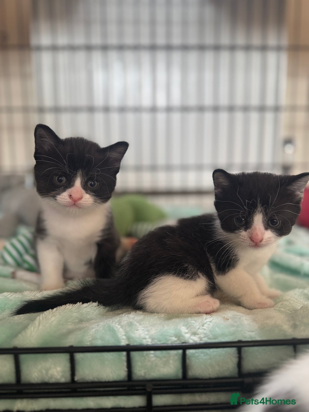 British Shorthair cats for sale: 1 male / 2 female kittens.  - Image 6
