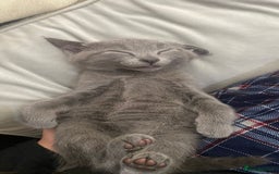 Mixed Breed cats for sale: 3 2 month old TORTIE x BRITISH SHORTHAIR KITTENS - Image 4