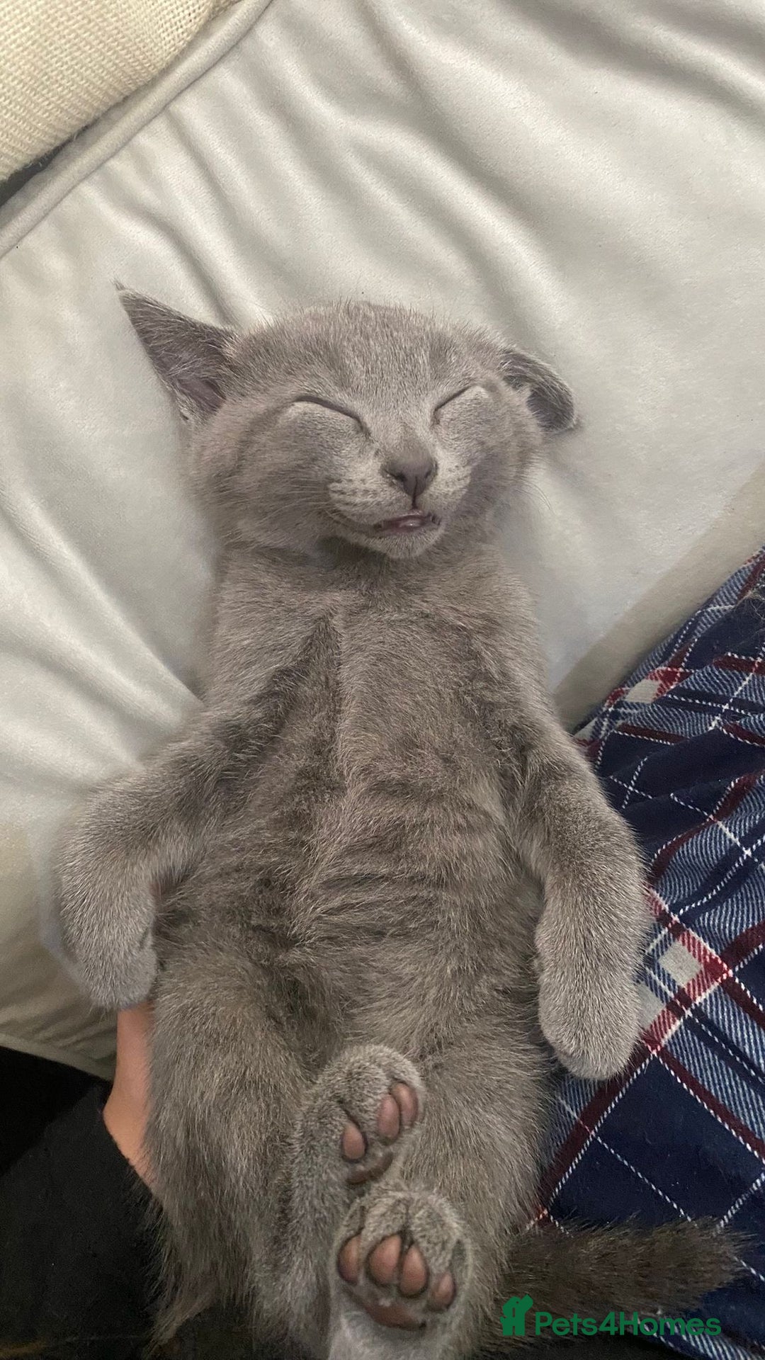 Mixed Breed cats for sale: 3 2 month old TORTIE x BRITISH SHORTHAIR KITTENS - Image 4
